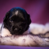 © all rights reserved - Photo by Lisanne Bakker