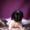© all rights reserved - Photo by Lisanne Bakker