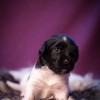 © all rights reserved - Photo by Lisanne Bakker