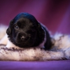 © all rights reserved - Photo by Lisanne Bakker