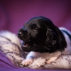 © all rights reserved - Photo by Lisanne Bakker