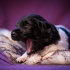 © all rights reserved - Photo by Lisanne Bakker