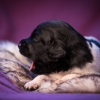 © all rights reserved - Photo by Lisanne Bakker