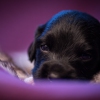 © all rights reserved - Photo by Lisanne Bakker