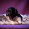 © all rights reserved - Photo by Lisanne Bakker