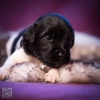 © all rights reserved - Photo by Lisanne Bakker