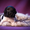 © all rights reserved - Photo by Lisanne Bakker