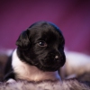 © all rights reserved - Photo by Lisanne Bakker