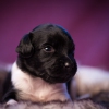 © all rights reserved - Photo by Lisanne Bakker