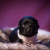 © all rights reserved - Photo by Lisanne Bakker