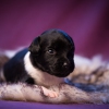 © all rights reserved - Photo by Lisanne Bakker