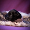 © all rights reserved - Photo by Lisanne Bakker