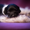 © all rights reserved - Photo by Lisanne Bakker