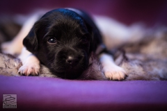 © all rights reserved - Photo by Lisanne Bakker