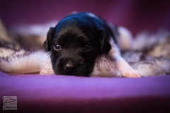 © all rights reserved - Photo by Lisanne Bakker