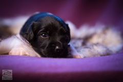 © all rights reserved - Photo by Lisanne Bakker