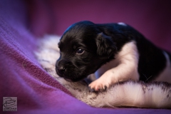 © all rights reserved - Photo by Lisanne Bakker
