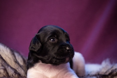 © all rights reserved - Photo by Lisanne Bakker