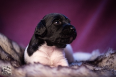 © all rights reserved - Photo by Lisanne Bakker