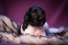 © all rights reserved - Photo by Lisanne Bakker