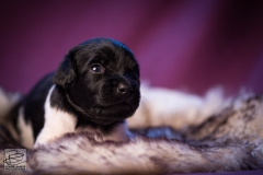 © all rights reserved - Photo by Lisanne Bakker