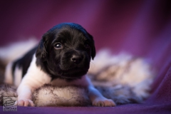 © all rights reserved - Photo by Lisanne Bakker