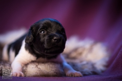 © all rights reserved - Photo by Lisanne Bakker