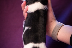 © all rights reserved - Photo by Lisanne Bakker