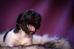 © all rights reserved - Photo by Lisanne Bakker