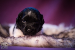 © all rights reserved - Photo by Lisanne Bakker