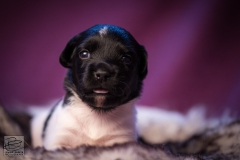 © all rights reserved - Photo by Lisanne Bakker