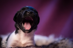 © all rights reserved - Photo by Lisanne Bakker