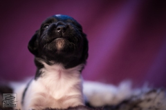 © all rights reserved - Photo by Lisanne Bakker