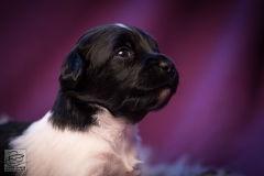 © all rights reserved - Photo by Lisanne Bakker