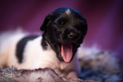 © all rights reserved - Photo by Lisanne Bakker