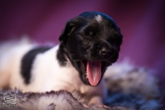 © all rights reserved - Photo by Lisanne Bakker