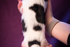 © all rights reserved - Photo by Lisanne Bakker