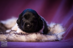 © all rights reserved - Photo by Lisanne Bakker