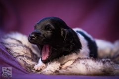 © all rights reserved - Photo by Lisanne Bakker