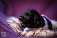 © all rights reserved - Photo by Lisanne Bakker