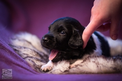 © all rights reserved - Photo by Lisanne Bakker