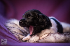 © all rights reserved - Photo by Lisanne Bakker