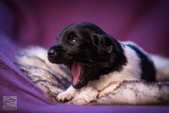 © all rights reserved - Photo by Lisanne Bakker