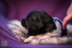 © all rights reserved - Photo by Lisanne Bakker