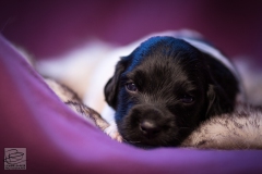 © all rights reserved - Photo by Lisanne Bakker