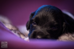 © all rights reserved - Photo by Lisanne Bakker