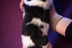 © all rights reserved - Photo by Lisanne Bakker