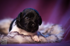 © all rights reserved - Photo by Lisanne Bakker