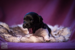 © all rights reserved - Photo by Lisanne Bakker