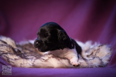 © all rights reserved - Photo by Lisanne Bakker